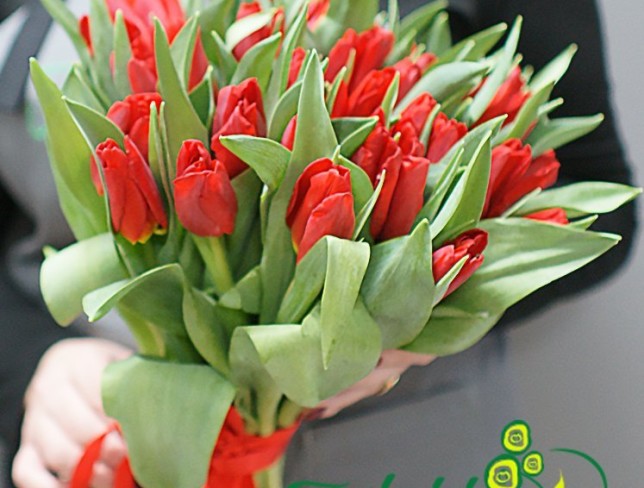 Dutch Red Tulip photo